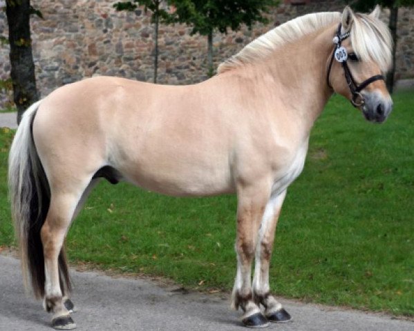 stallion Svalegårdens Balder (Fjord Horse, 2008, from Glibings Ajs FJH 736)