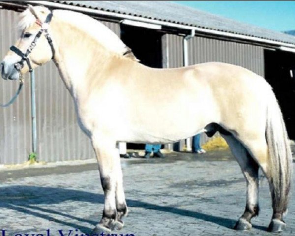 stallion Laval Vinstrup (Fjord Horse, 1998, from Orion Halsnæs)