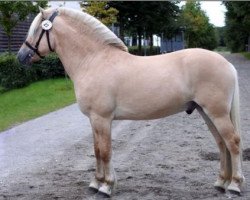 horse Landevejens Pil (Fjord Horse, 2007, from Glibings Ajs FJH 736)