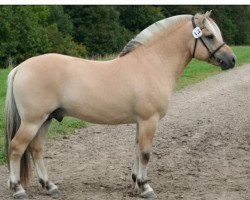 stallion Zorro Fjordlyst (Fjord Horse, 2006, from Tornhøjs Canut)