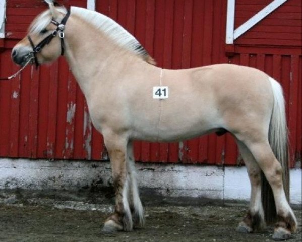 stallion Sletnes Snerten N.2613 (Fjord Horse, 2006, from Åsedølen N-00-2689)