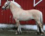 stallion Sletnes Snerten N.2613 (Fjord Horse, 2006, from Åsedølen N-00-2689)