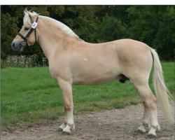 horse Mosegårdens Elegant (Fjord Horse, 2007, from Mosegårdens Kejser)