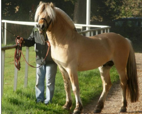 stallion Kenzo 24-07-1050 (Fjord Horse, 2007, from Kim Hero 8 F)