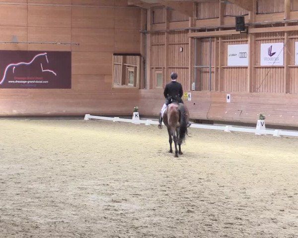 Reitturnier Leudelange-Ecuries des Prés 2017
