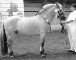 horse Olfert Krogsbæk (Fjord Horse, 1999, from Kleist Rud)