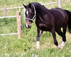 broodmare Cocantana (Hanoverian, 2004, from Charon)