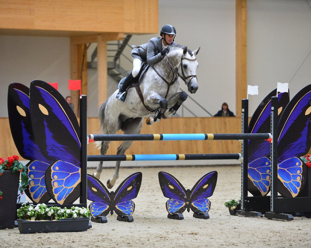 stallion Caressini (Westphalian, 2010, from Carento)
