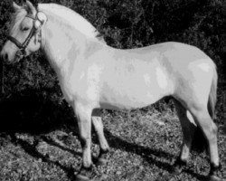 horse Hjorthøj’s Freud (Fjord Horse, 1999, from Ørjar N.2623)