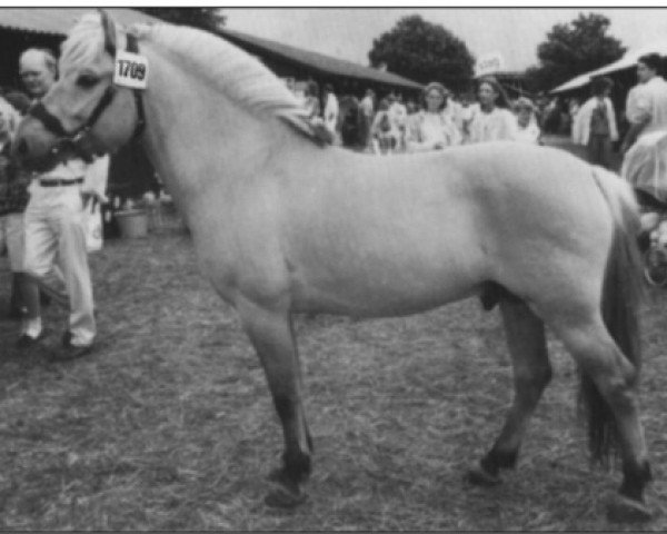 stallion Stanstorp-Blakken (Fjord Horse, 1985, from Hovdaren N.1835)