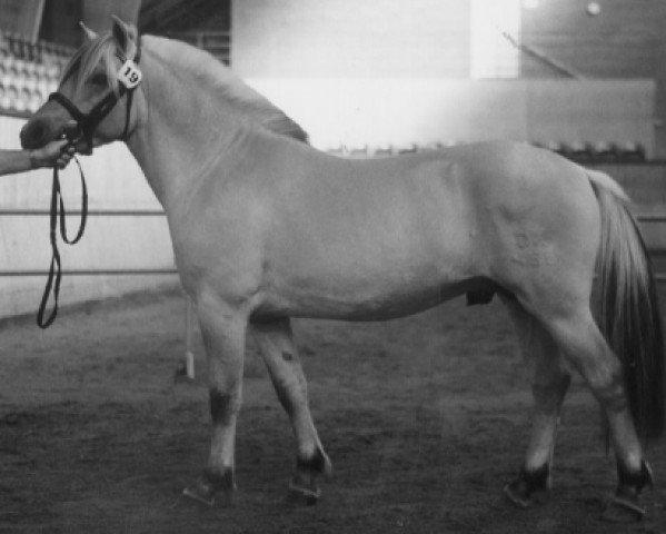 stallion Nobel Fjordlyst (Fjord Horse, 1997, from Orion Halsnæs)