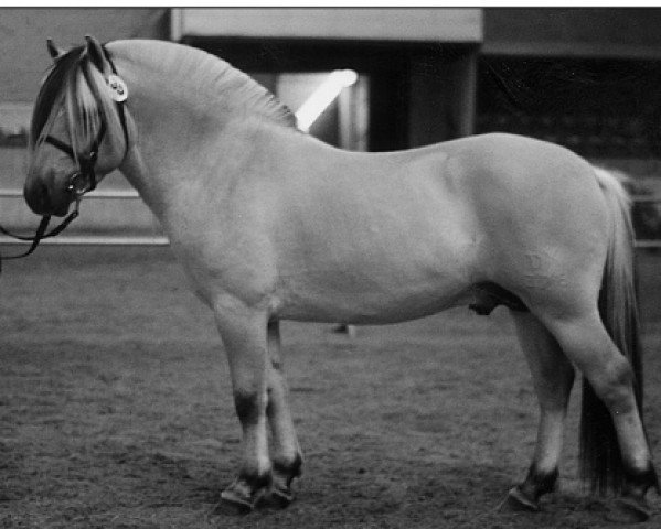 stallion Marco Fjordlyst (Fjord Horse, 1996, from Pelle Halsnæs)