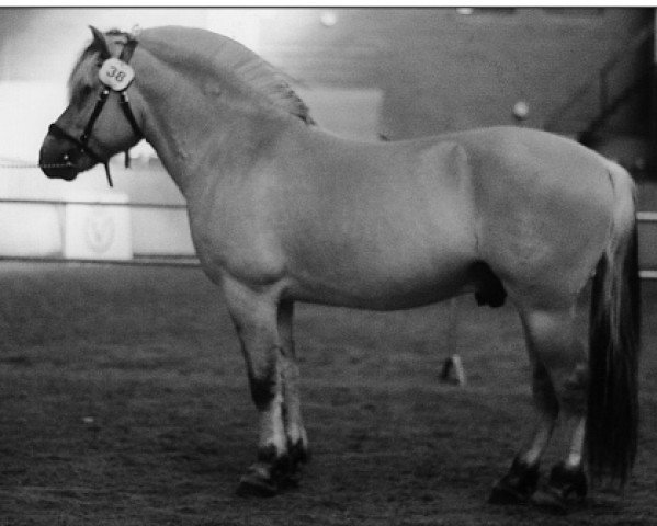 stallion Kastanjegårdens Nick (Fjord Horse, 1995, from Tunaren N.2519)