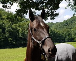 dressage horse Sweet Lambada (Oldenburg, 2013, from Sir Donnerhall I)