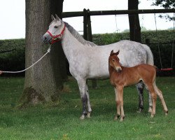 broodmare Call me Julia (Oldenburg show jumper, 2010, from Call Me Number One)