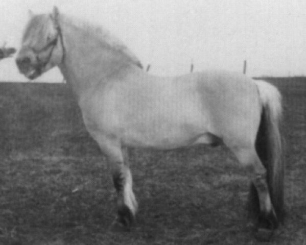 stallion Jonas FJH 578 (Fjord Horse, 1974, from Bjørgar N.1706)