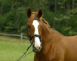 broodmare Alexa (Westphalian, 1998, from Abano)