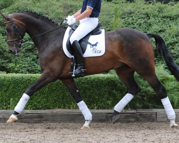 dressage horse Anton HM (Westphalian, 2005, from Arpeggio)