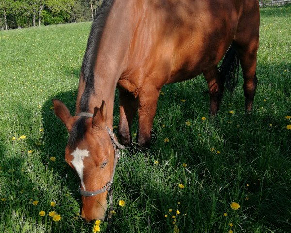 horse Merlin (Brandenburg, 1999, from Nimroy B)