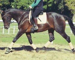 dressage horse Sun Dreamo (German Sport Horse, 2010, from Swarovski)