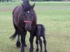 broodmare Elana vom Bergwaldhof (Rhenish-German Cold-Blood, 2013, from Emir)