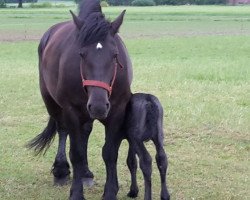 broodmare Elana vom Bergwaldhof (Rhenish-German Cold-Blood, 2013, from Emir)