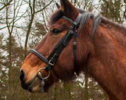 broodmare Sternchen (Rhenish-German Cold-Blood, 2000, from Nappes)