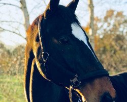 dressage horse Power of Love 4 (Hanoverian, 1996, from Prince Thatch xx)