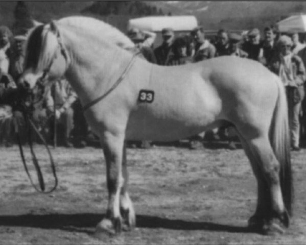 stallion Greiing FJH 650 (Fjord Horse, 1985, from Grei N.1868)