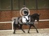 dressage horse Bergtor Ma Fleur (Welsh-Cob (Sek. D), 2008, from Menai Firelight)