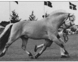 stallion Buggedals Foss (Fjord Horse, 1985, from Gnist)