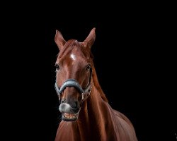 dressage horse Sammartini 2 (Hanoverian, 2008, from Samarant)