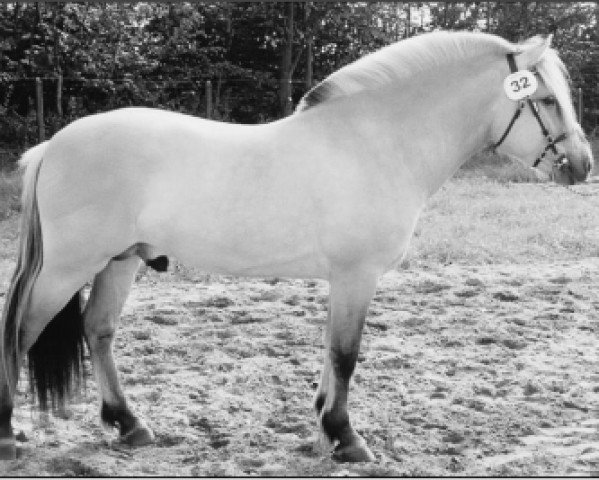 horse Bagge Lind (Fjord Horse, 1994, from Nikk Halsnæs)