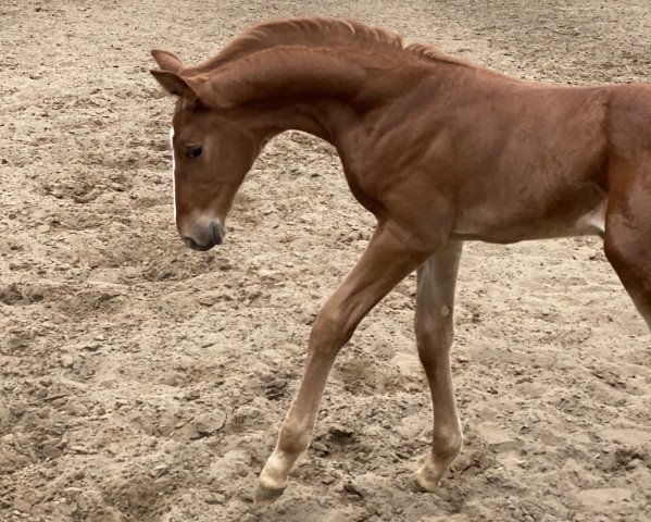 dressage horse Peter Pan la Perle (KWPN (Royal Dutch Sporthorse), 2020, from Escolar)