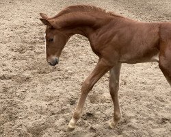 horse Peter Pan la Perle (KWPN (Niederländisches Warmblut), 2020, from Escolar)