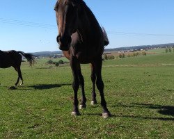 broodmare Kalliope 8 (Trakehner, 2001, from Grand Prix)