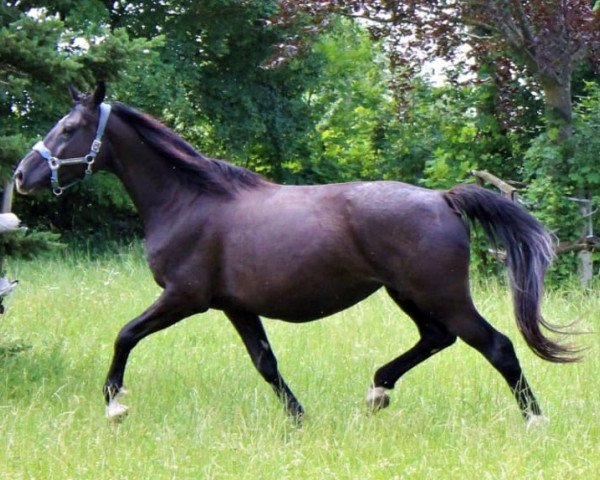 Zuchtstute Funky (Trakehner, 2010, von King Arthur TSF)