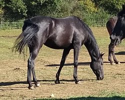 Zuchtstute Abilene (Trakehner, 2014, von Dürrenmatt (ex Domino))