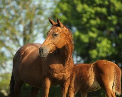 broodmare Primadonna xx (Thoroughbred, 2004, from Platini xx)