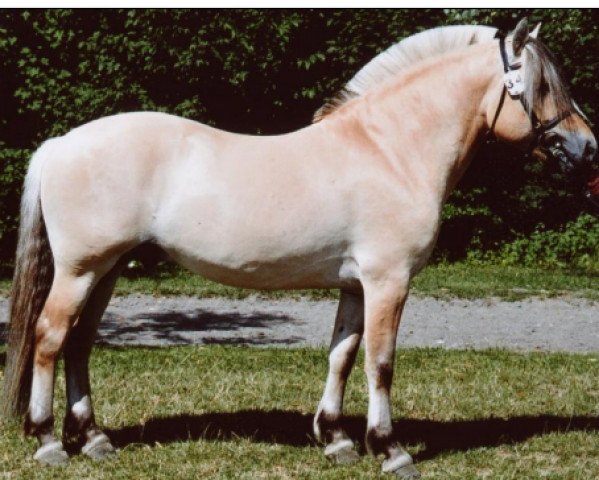stallion Vikkelsøe's I.P. (Fjord Horse, 2002, from Cadeau Halsnæs)