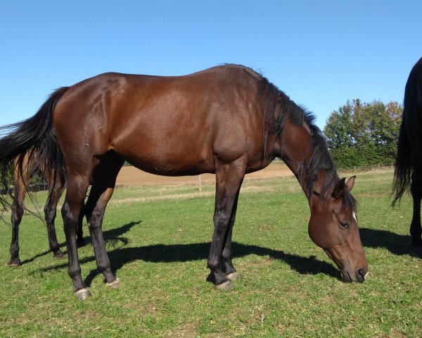 broodmare Humara xx (Thoroughbred, 2011, from Oasis Dream xx)