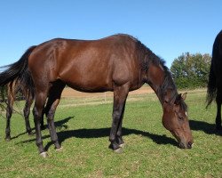 broodmare Humara xx (Thoroughbred, 2011, from Oasis Dream xx)