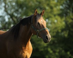 broodmare Gigue xx (Thoroughbred, 2006, from Royal Dragon xx)