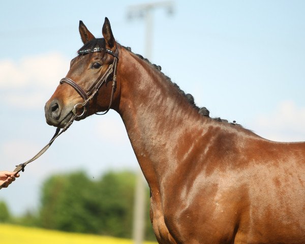 dressage horse Fantasy (Trakehner, 2015, from Hibiskus)