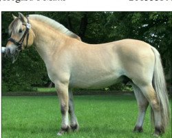 horse Langdyssegård’s Matti (Fjord Horse, 2010, from Vikkelsøe's I.P.)