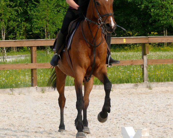 Pferd Jessica XXI CH (Schweizer Warmblut, 1998, von Malesan de la Cour)