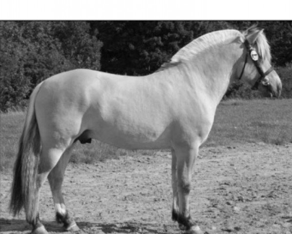 stallion Ågerupgårds Samba (Fjord Horse, 2006, from Laval Vinstrup)