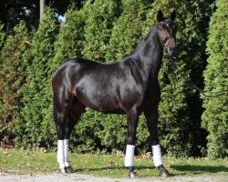 broodmare Francesca H (Hanoverian, 2009, from Fidertanz)