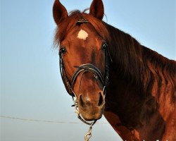 stallion Oculto III (Pura Raza Espanola (PRE),  , from Estudiante XXIII)