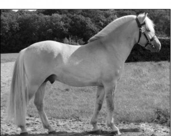 horse Mørkgårds Sultan (Fjord Horse, 2006, from Glibings Ajs FJH 736)